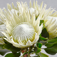 Protea Blumensamen zur Aussaat pflegeleicht Traditionssorte & ohne Gentechnik Samen Hausgarten