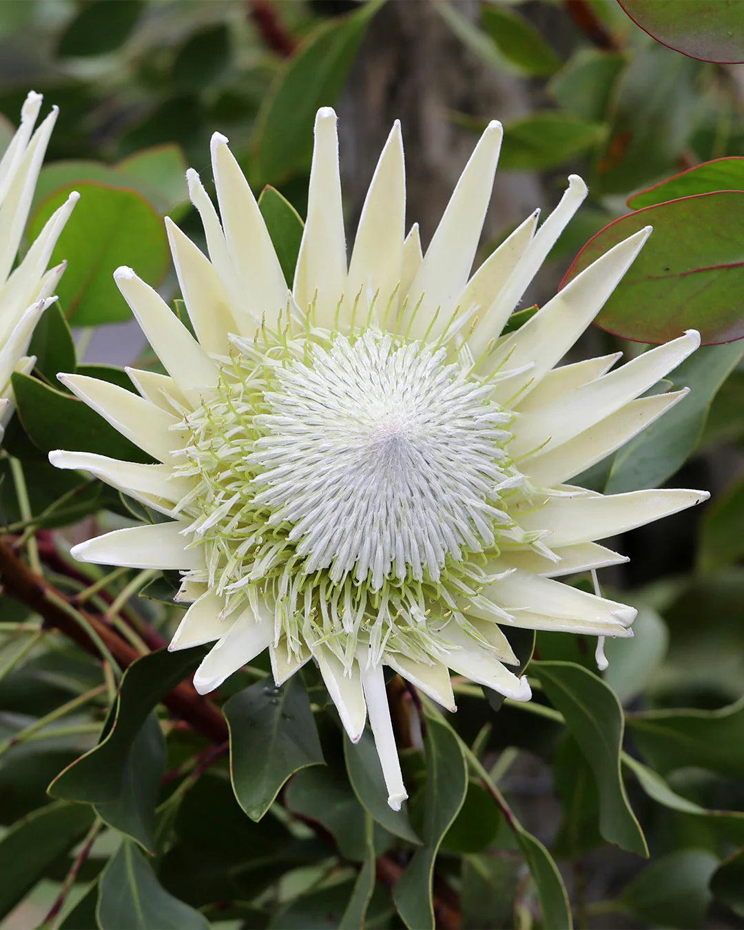 Protea Blumensamen zur Aussaat pflegeleicht Traditionssorte & ohne Gentechnik Samen Hausgarten