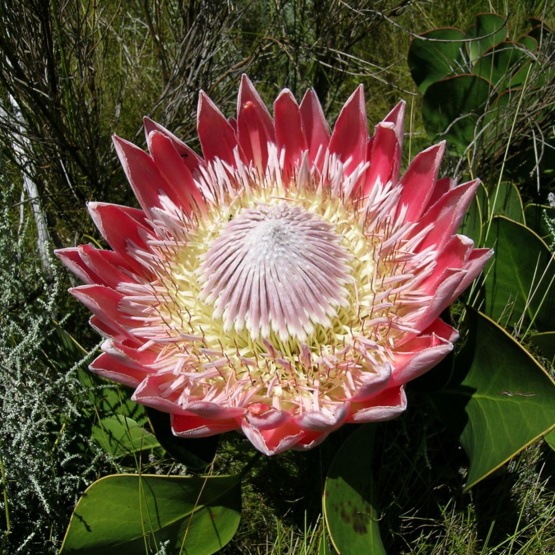 Protea Cynaroides Blumensamen zur Aussaat – leuchtend Blüten – Traditionssorte & ohne Gentechnik Samen Hausgarten