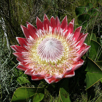 Protea Cynaroides Blumensamen zur Aussaat – leuchtend Blüten – Traditionssorte & ohne Gentechnik Samen Hausgarten