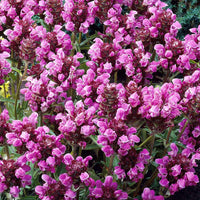 Grandiflora Rubra Blumensamen zur Aussaat – Halbschatten verträglich – Traditionssorte & ohne Gentechnik Samen Hausgarten