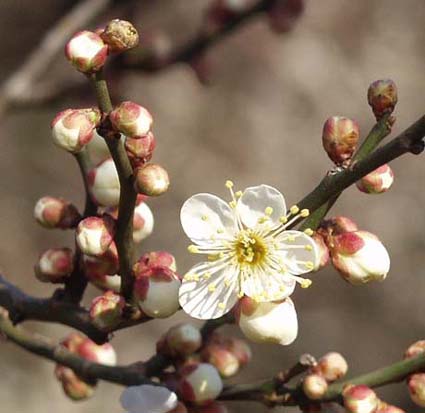 Mume Albo Plena Blumensamen zur Aussaat Anzucht Traditionssorte & ohne Gentechnik Samen Hausgarten
