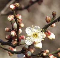 Mume Albo Plena Blumensamen zur Aussaat Anzucht Traditionssorte & ohne Gentechnik Samen Hausgarten
