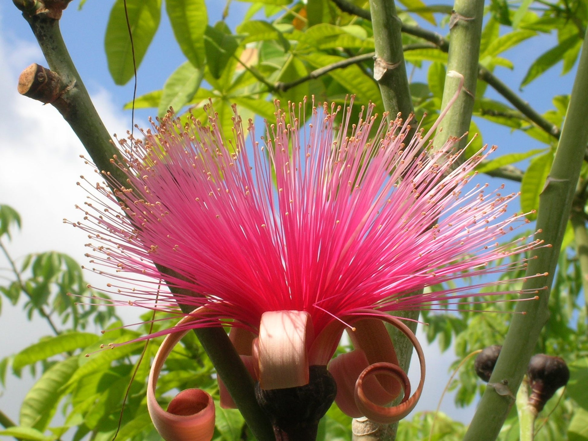 Ellipticum Blumensamen zur Aussaat sonnenliebend Traditionssorte & ohne Gentechnik Samen Hausgarten