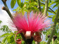 Ellipticum Blumensamen zur Aussaat sonnenliebend Traditionssorte & ohne Gentechnik Samen Hausgarten