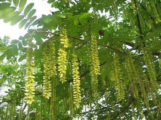 Pterocarya Stenoptera Blumensamen zur Aussaat – leuchtend Blüten – Traditionssorte & ohne Gentechnik Samen Hausgarten
