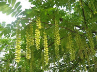 Pterocarya Stenoptera Blumensamen zur Aussaat – leuchtend Blüten – Traditionssorte & ohne Gentechnik Samen Hausgarten