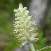 Pterocaulon Blumensamen zur Aussaat leuchtend Traditionssorte & ohne Gentechnik Samen Hausgarten