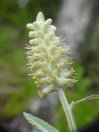 Pterocaulon (pterocaulon blume) samen for anpflanzung in home garten