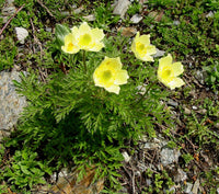 Gelb (gelb anemone) samen for anpflanzung in home garten