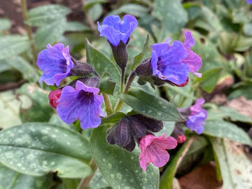Blau pulmonaria flowering samen for gardens