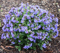 Non gmo blau pulmonaria samen