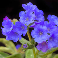Blau Pulmonaria Lungwort Samen zur Aussaat