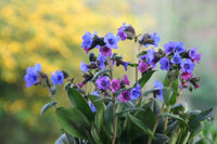 Ornamental blau lungwort samen for landscapes