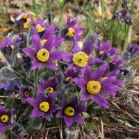 Gemischt Anemone Pulsatilla Blumensamen zur Aussaat leuchtend Blüten Traditionssorte & ohne Gentechnik Samen Hausgarten