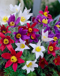 Pulsatilla Blumensamen zur Aussaat – robust Sorte – Traditionssorte & ohne Gentechnik Samen Hausgarten