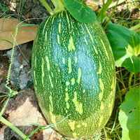 Schwarz Pumpkin Gemüsesamen | Planting Guide for Healthy Growth