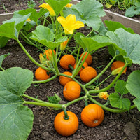 Pumpkin Samen zum Pflanzen Cucurbita Pepo Mooregold organic vegetable patch farm plot