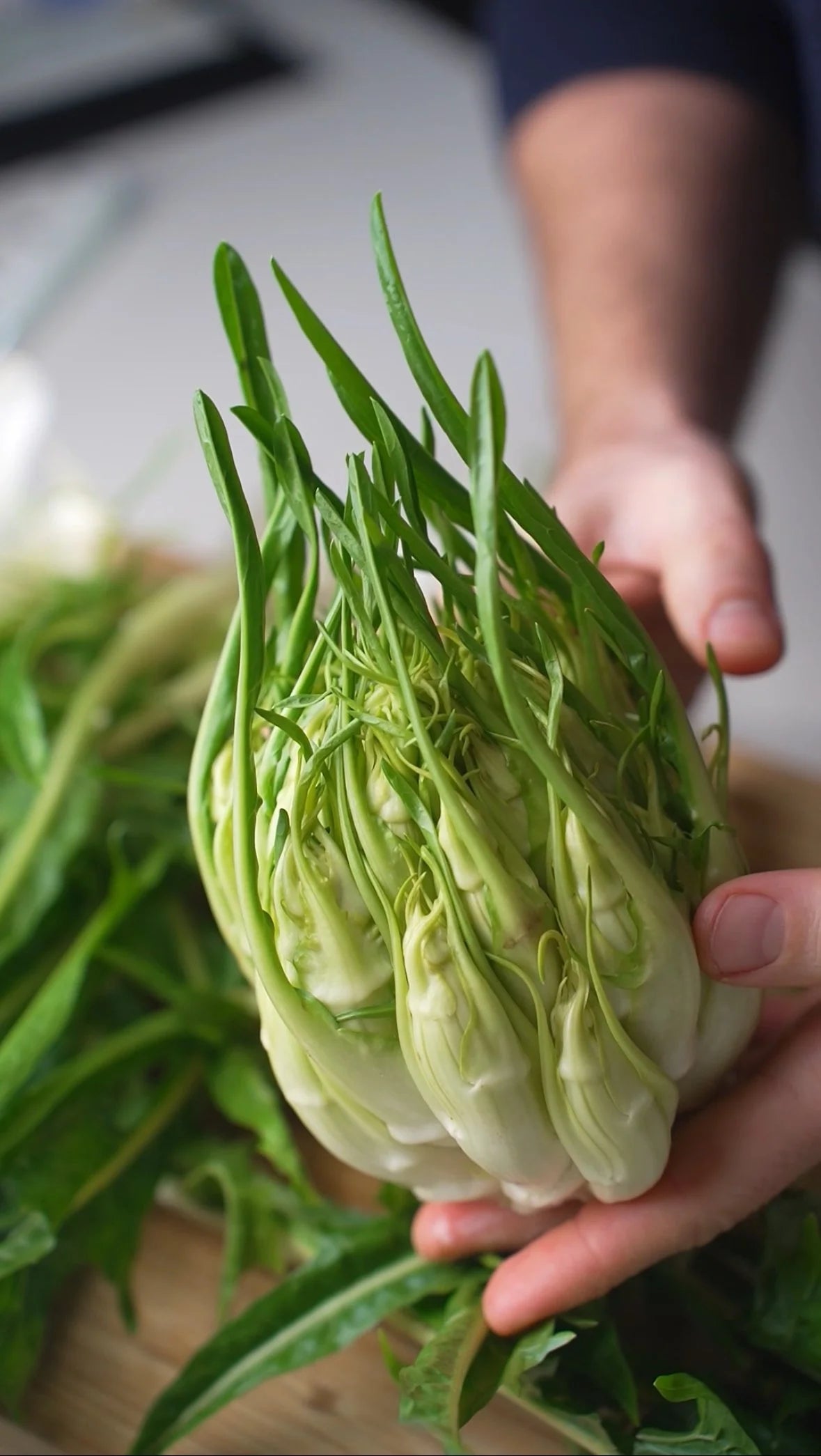 Puntarelle Blumensamen zur Aussaat leuchtend Traditionssorte & ohne Gentechnik Samen Hausgarten