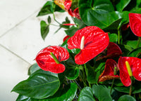 Rot Gemischt Flamingoblume Blumensamen zur Aussaat Bestäuber freundlich Traditionssorte & ohne Gentechnik Samen Hausgarten