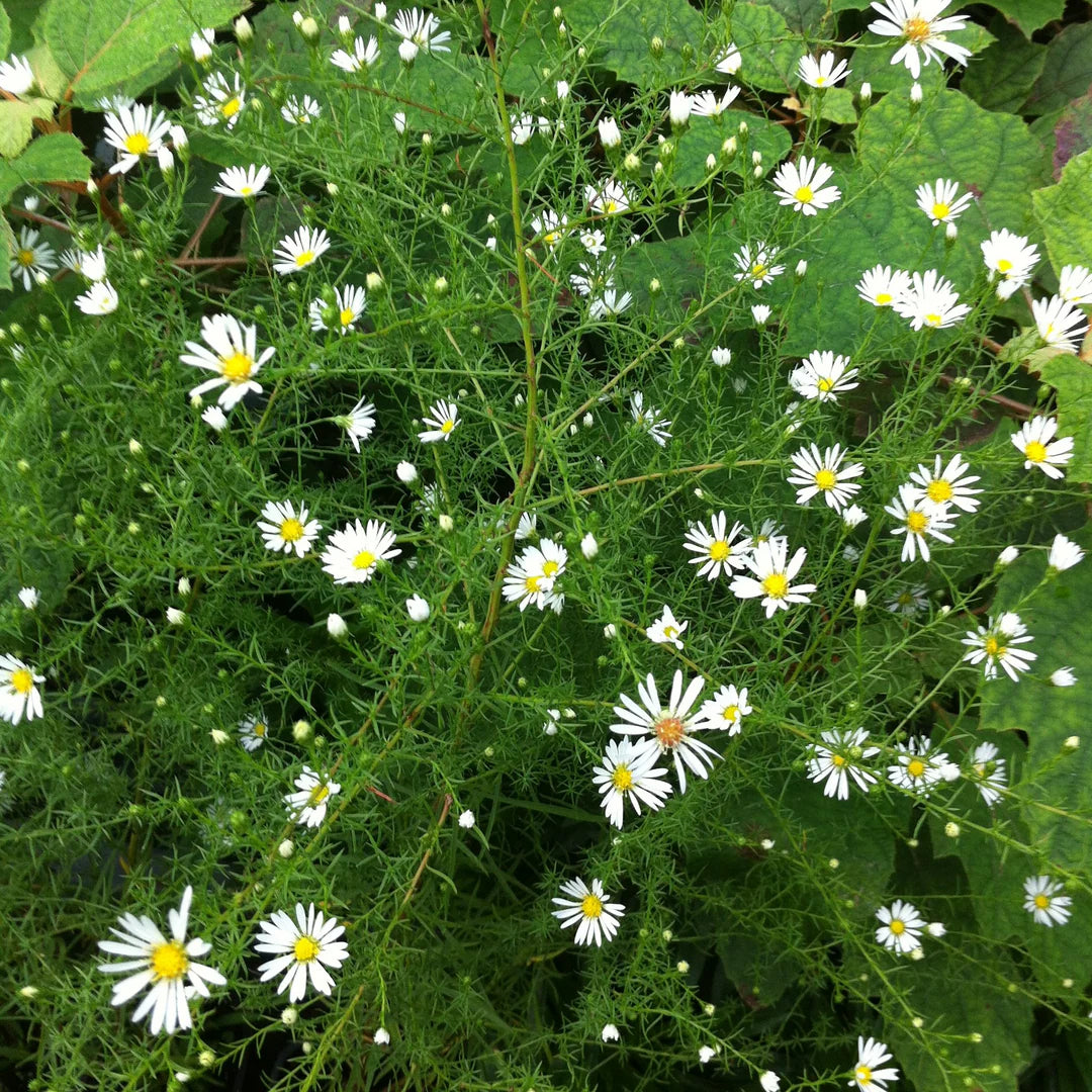 Boltonia Asteroides Blumensamen zur Aussaat leuchtend Blüten Traditionssorte & ohne Gentechnik Samen Hausgarten