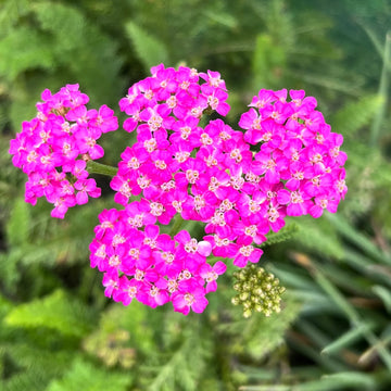 Gemischt Achillea Millefolium Blume Samen zur Aussaat leuchtend Gärten