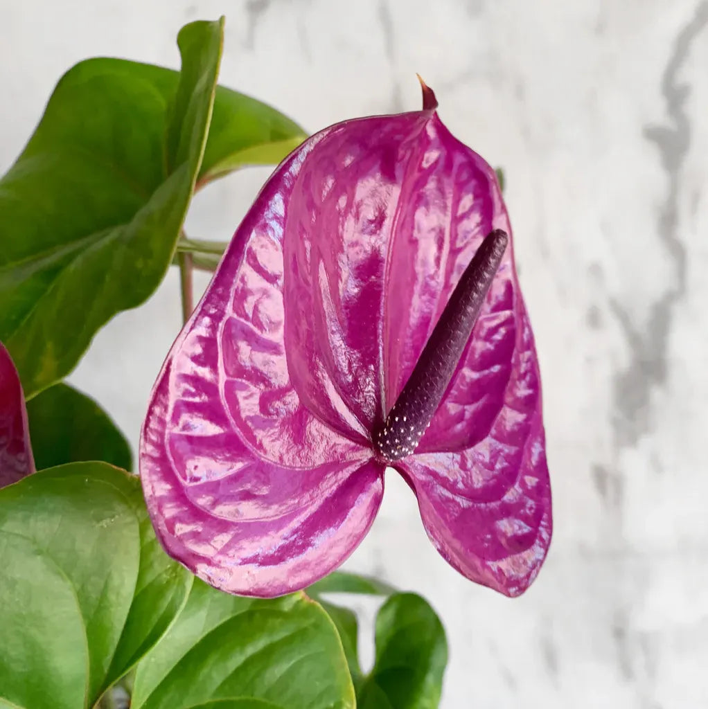 Lavendel Flamingoblume Blumensamen zur Aussaat – Wildblume Mischung – Traditionssorte & ohne Gentechnik Samen Hausgarten