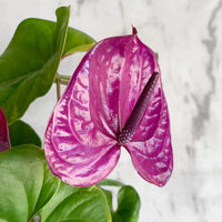 Lavendel Flamingoblume Blumensamen zur Aussaat – Wildblume Mischung – Traditionssorte & ohne Gentechnik Samen Hausgarten