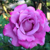 kletternd Rose Blumensamen zur Aussaat – Bestäuber freundlich – Traditionssorte & ohne Gentechnik Samen Hausgarten