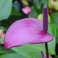 Lavendel Flamingoblume Blumensamen zur Aussaat – Wildblume Mischung – Traditionssorte & ohne Gentechnik Samen Hausgarten