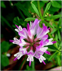 High germination lila astragalus samen