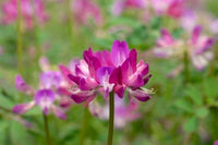 Non-gmo lila astragalus samen