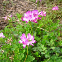 Ornamental lila astragalus flowering pflanze
