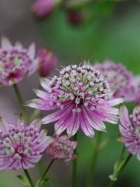 Lila astrantia blumen used in floral arrangements