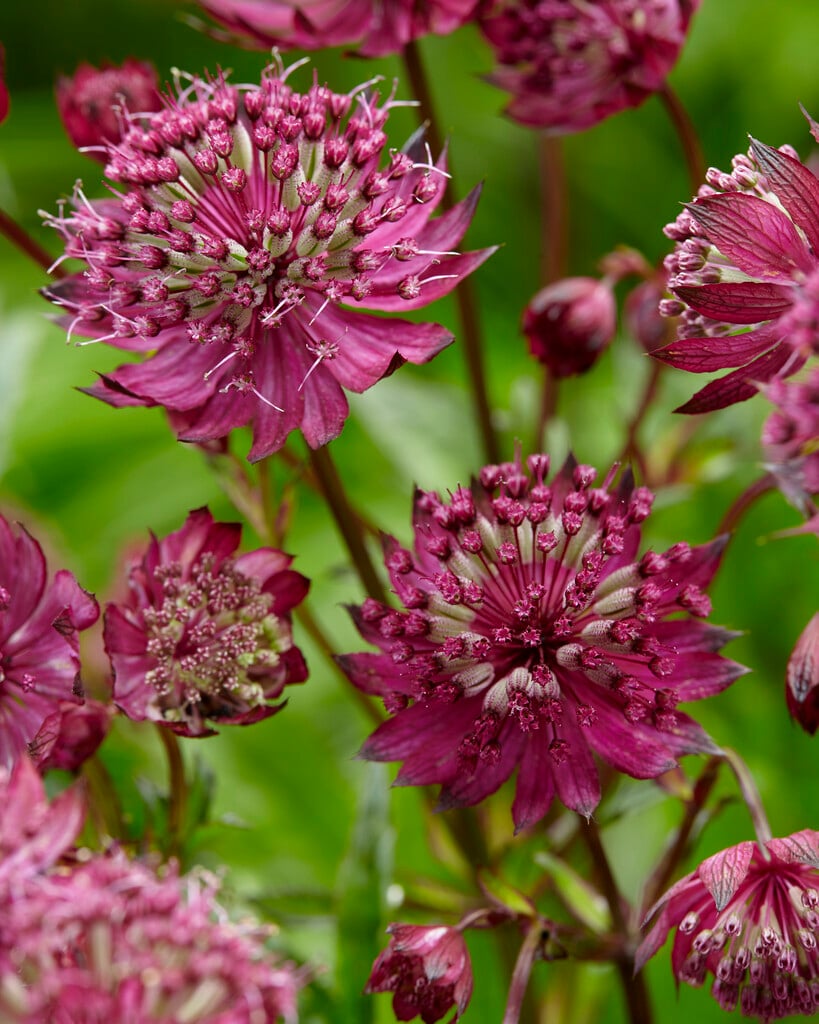 High germination astrantia samen