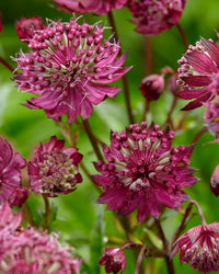 High germination astrantia samen