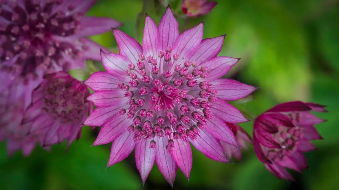 Non-gmo lila astrantia samen