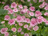 Ornamental astrantia perennial flowering pflanze