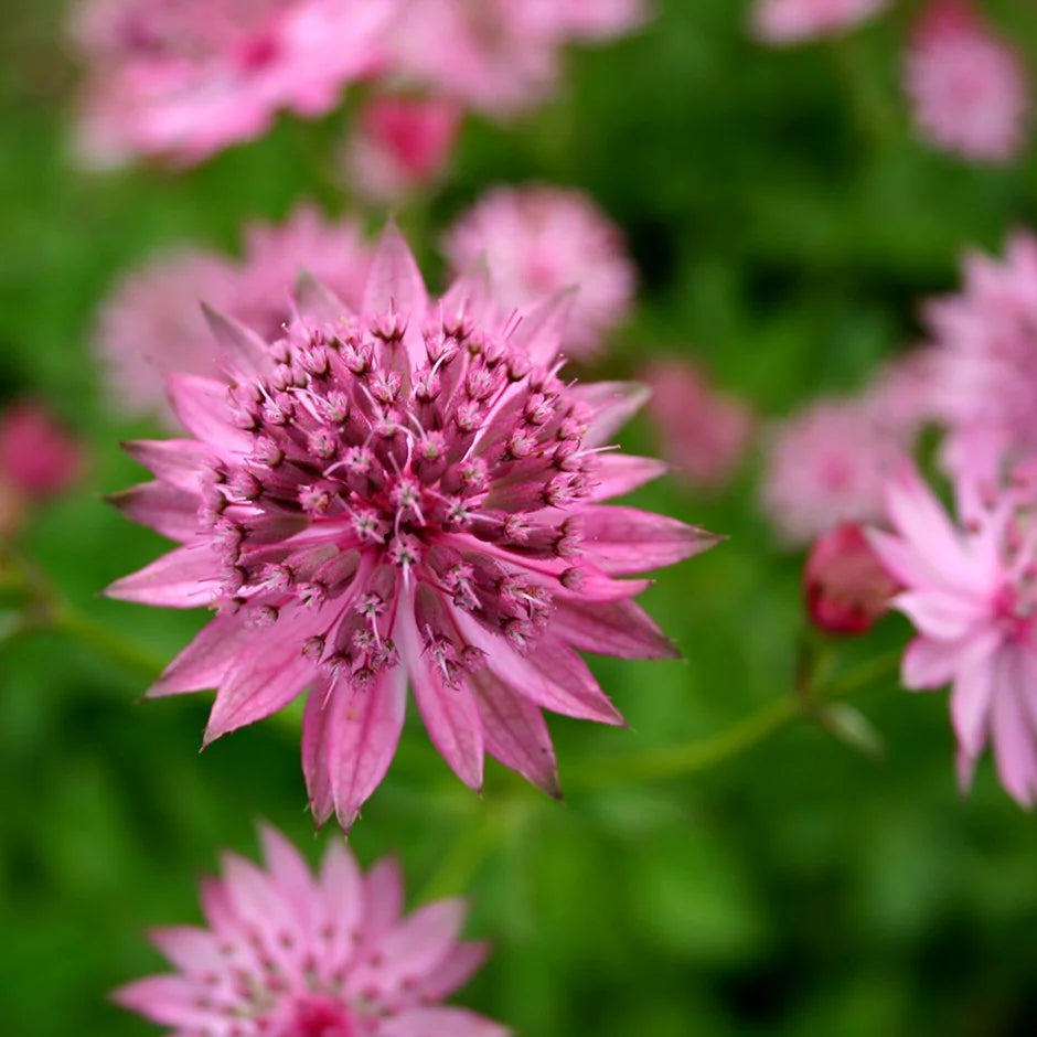 Lila astrantia blume samen for anpflanzung