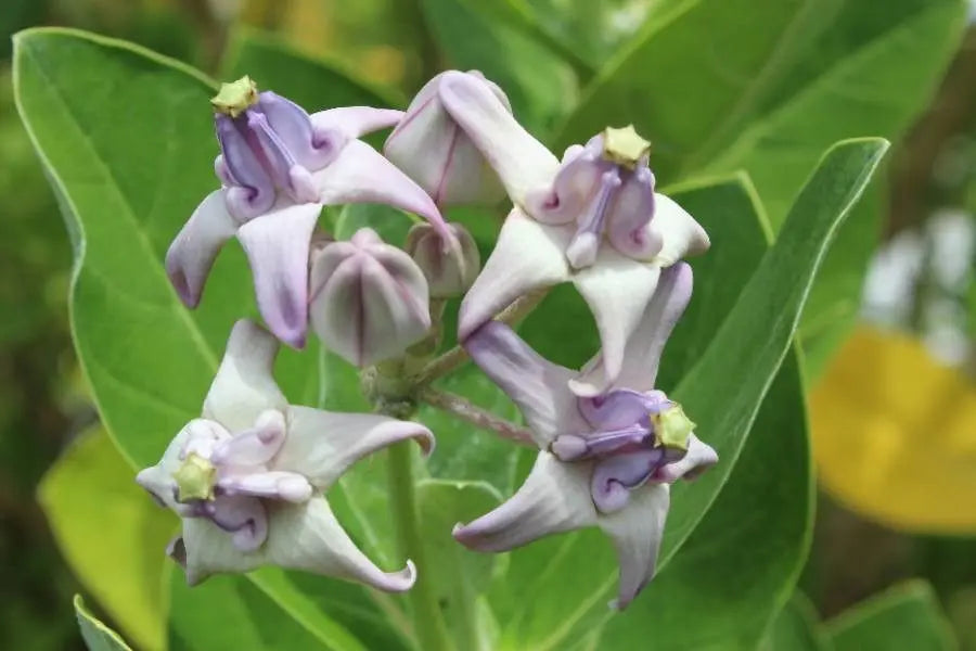 Non GMO Purple Calotropis Gigantea Samen