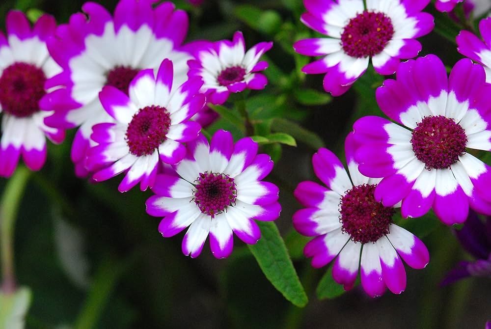 Non-gmo cineraria samen
