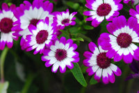 Non-gmo cineraria samen