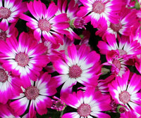 Ornamental lila cineraria flowering pflanze