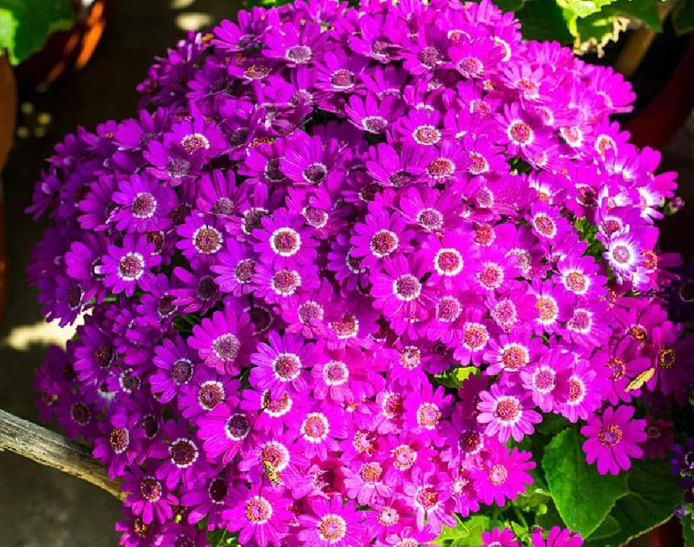 Lila cineraria blume samen for anpflanzung