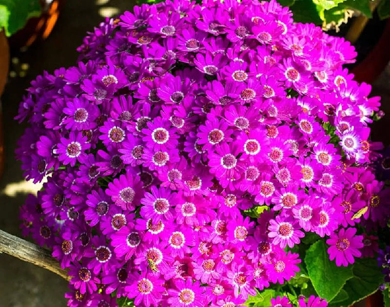 Lila cineraria blume samen for anpflanzung