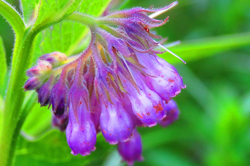 Comfrey Blumensamen zur Aussaat mehrjährig Garten Blüten