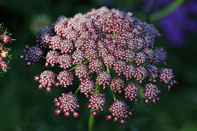Gemischt Dara Anne's Lace Blumensamen zur Aussaat – Bestäuber freundlich – Traditionssorte & ohne Gentechnik Samen Hausgarten