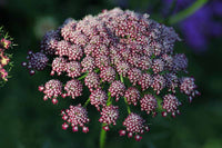 Gemischt Dara Anne's Lace Blumensamen zur Aussaat – Bestäuber freundlich – Traditionssorte & ohne Gentechnik Samen Hausgarten