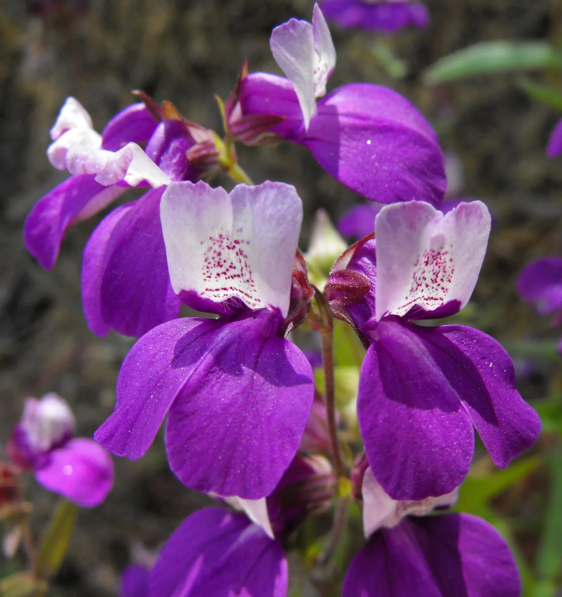 Non-gmo lila heterophylla samen