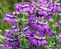 Ornamental lila heterophylla pflanze
